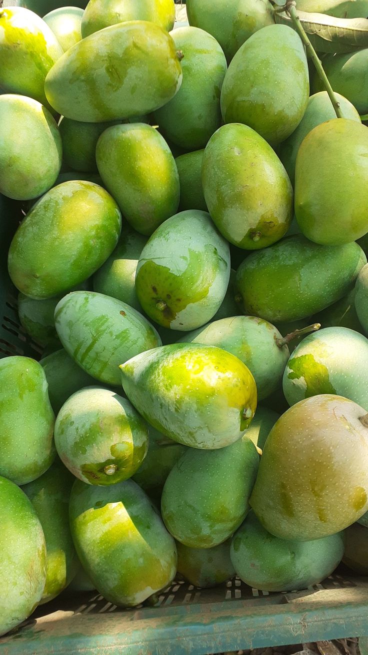 Aşı İstemeyen Mango Fidanı 1 Adet