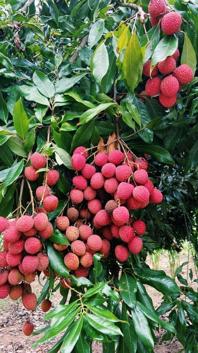 Lychee-Kral Meyvesi Fidanı 1 Adet
