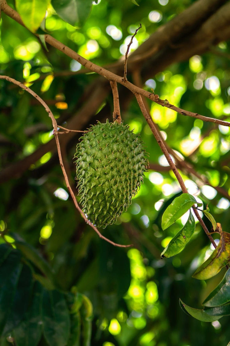 Graviola(Soursop) Meyvesi Fidanı 1 Adet