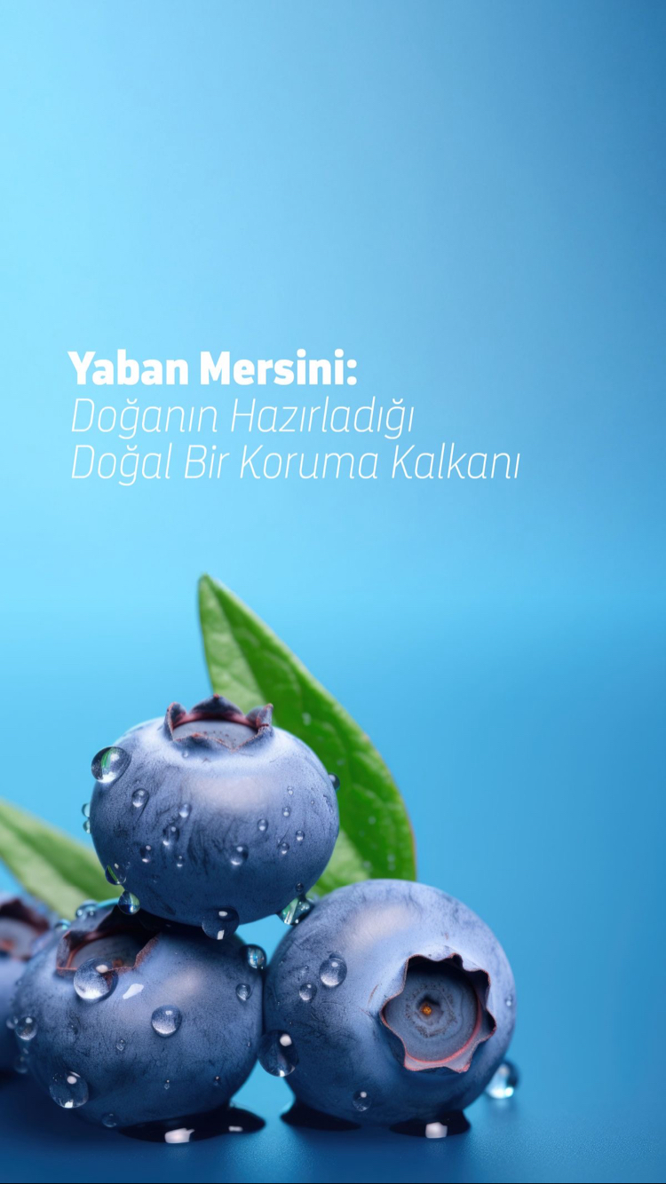 Yaban Mersini Meyvesi Fidanı 1 Adet