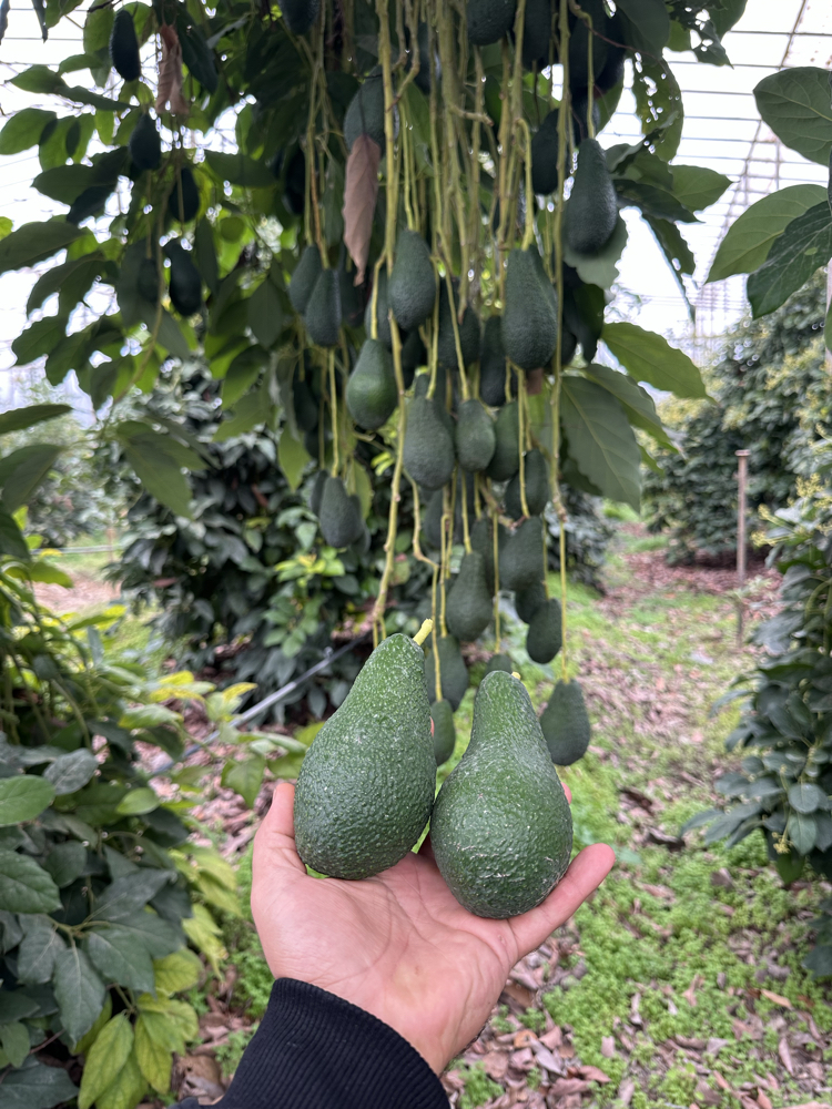 Dalından Taze Avokado (Pinkerton) 1Kg