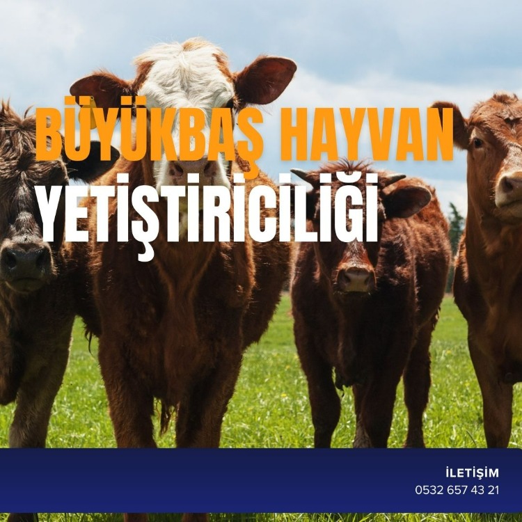 BÜYÜKBAŞ HAYVAN YETİŞTİRİCİLİĞİ