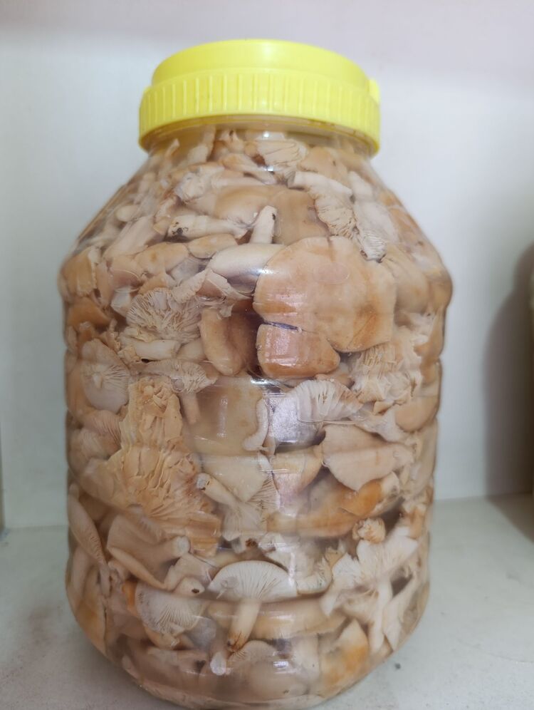 Fındık mantarı 5kg