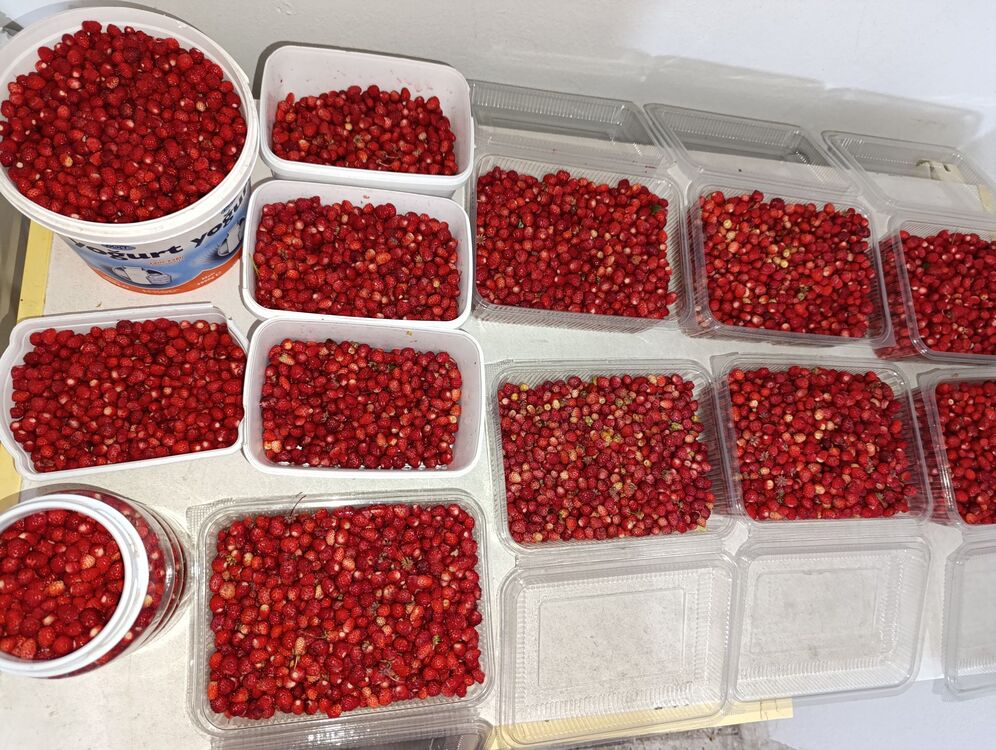 Dağ çileği reçeli 425 CC kavanozda 500gr.