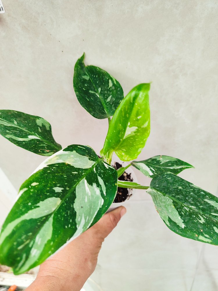 Philodendron White wizard
