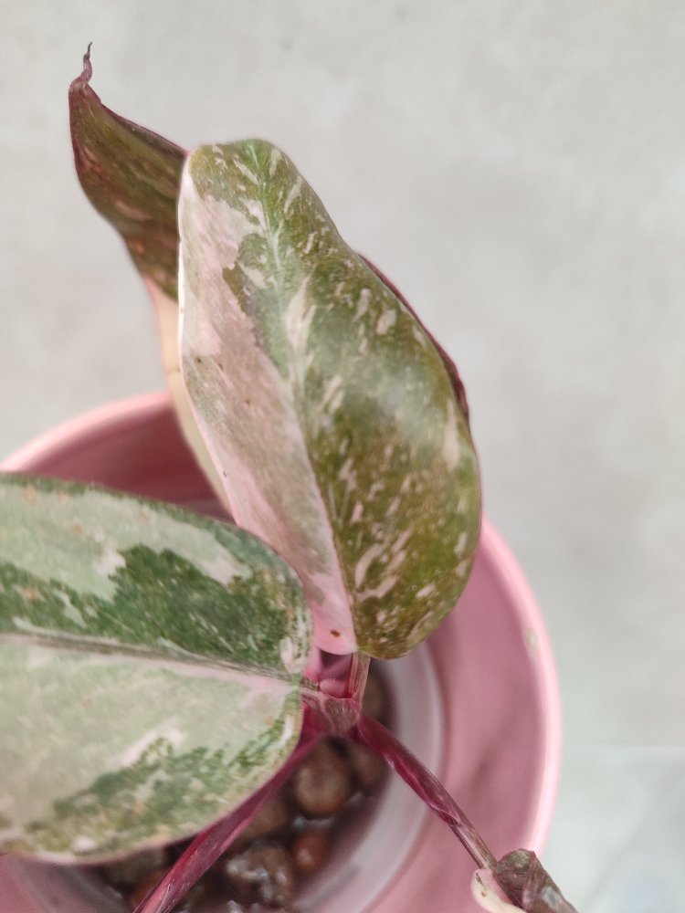 Philodendron pink princess Marble galaxy