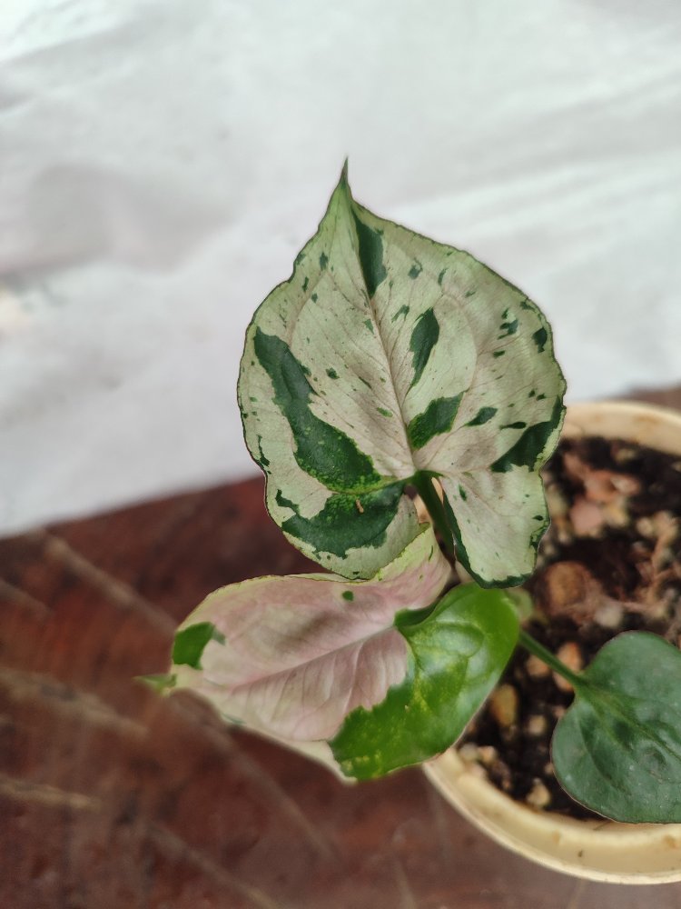 Syngonium Grey Ghost