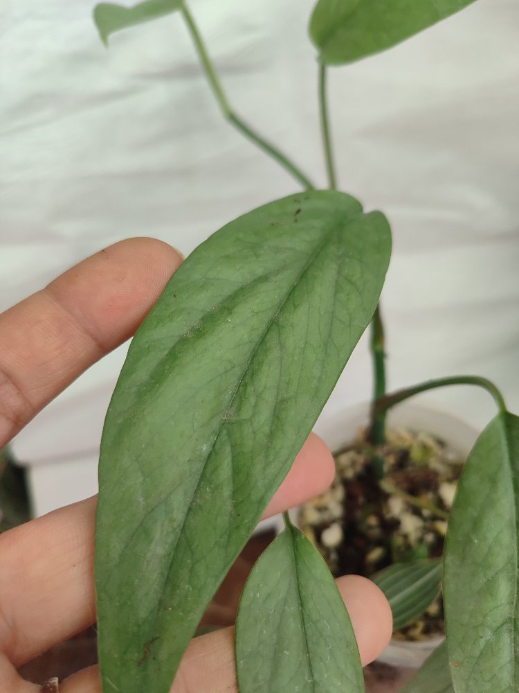 Epipremnum cebu blue olgunluga gecmekte