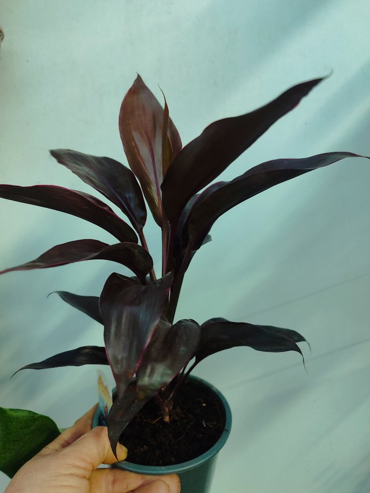 Cordyline Frutucosa