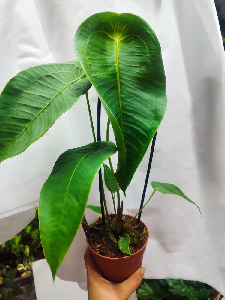 Anthurium Peltigerum