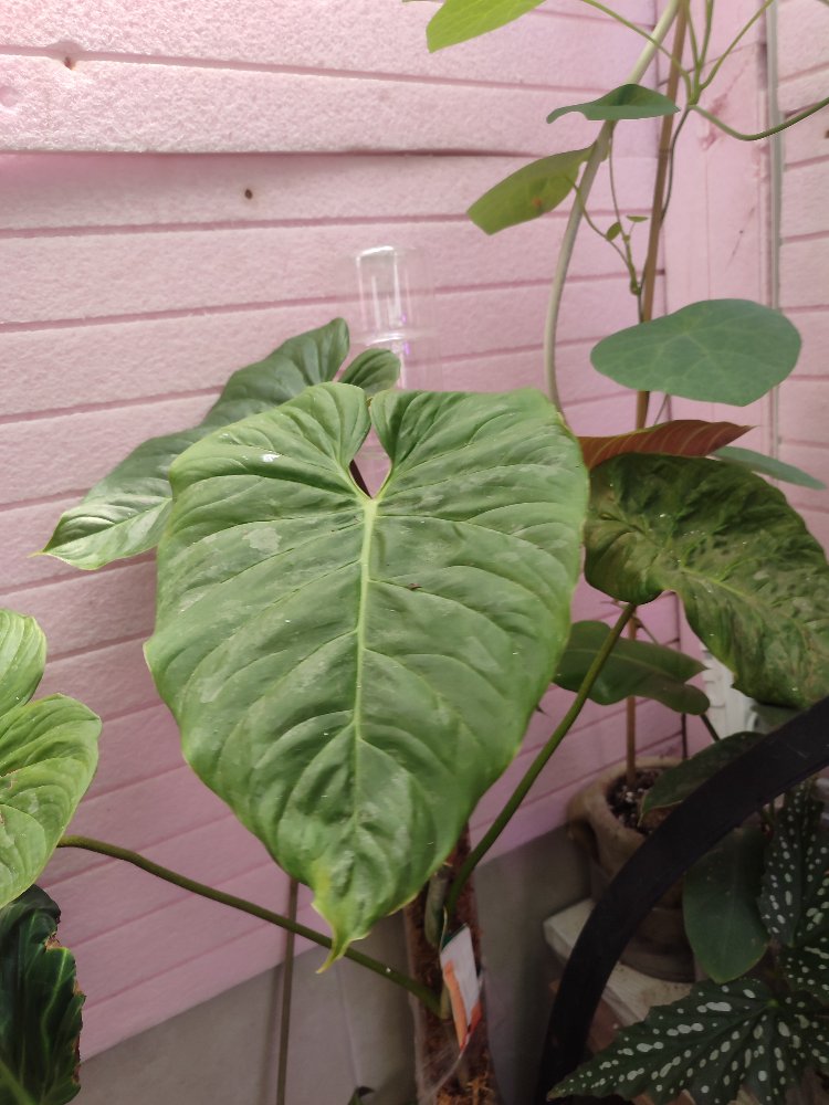 Philodendron Majestik