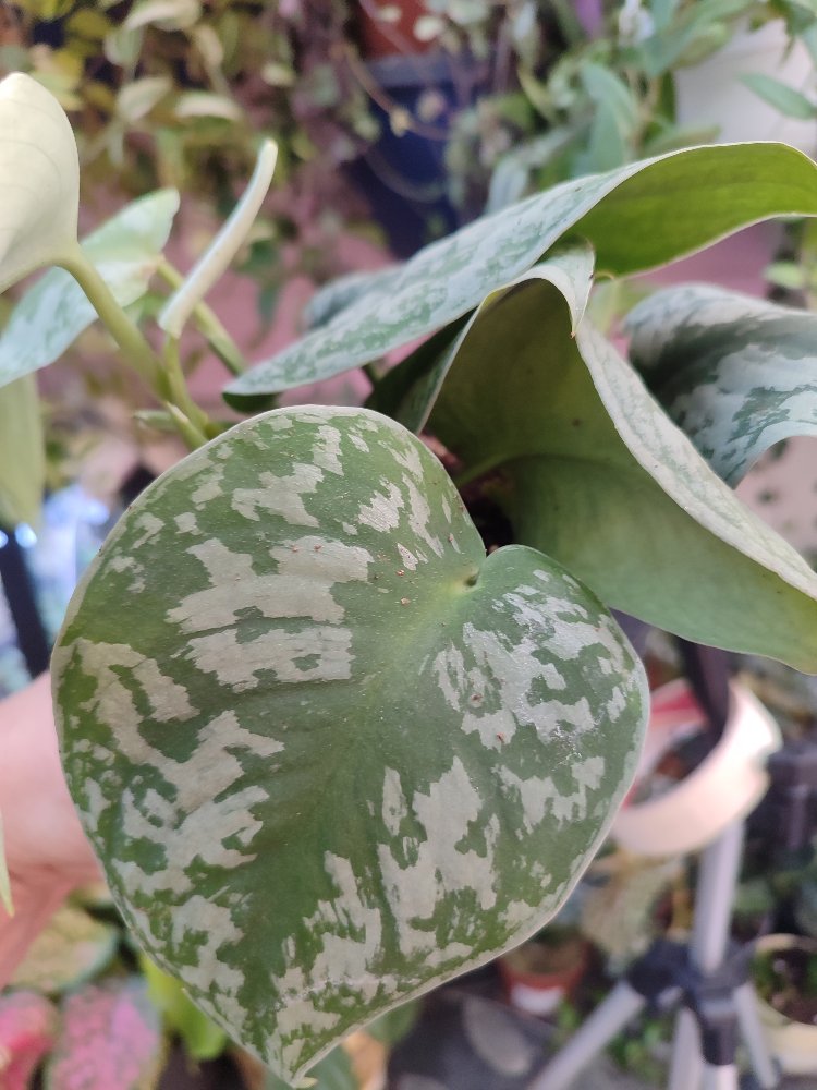 Scindapsus Exotica