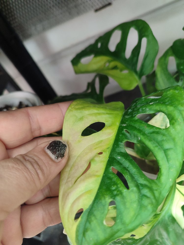 Monstera Adansonii Aurea Köklü celikler