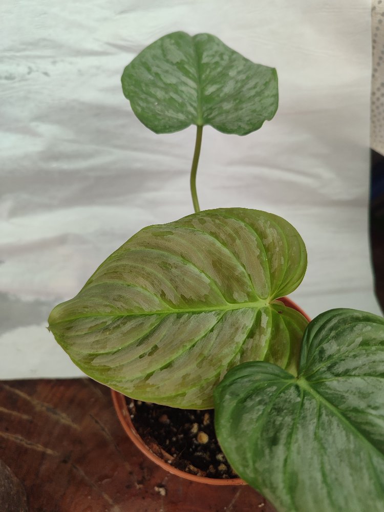 Philodendron Majestik