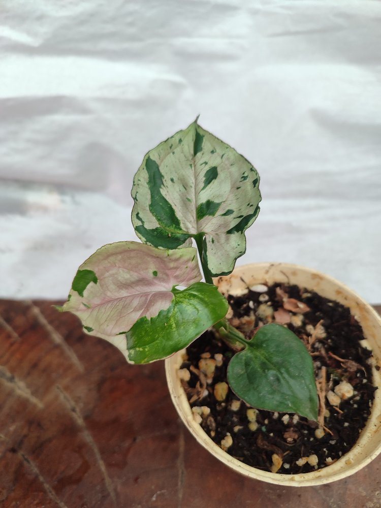 Syngonium Grey Ghost