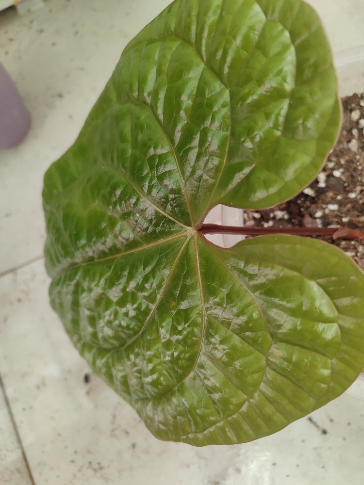 Anthurium Luxurians x Radicans