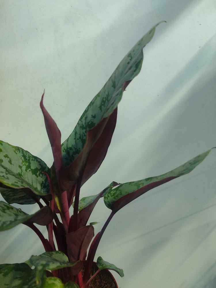 Apobalis altissima