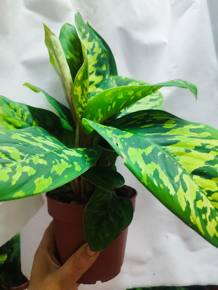 Homolomena camuflage