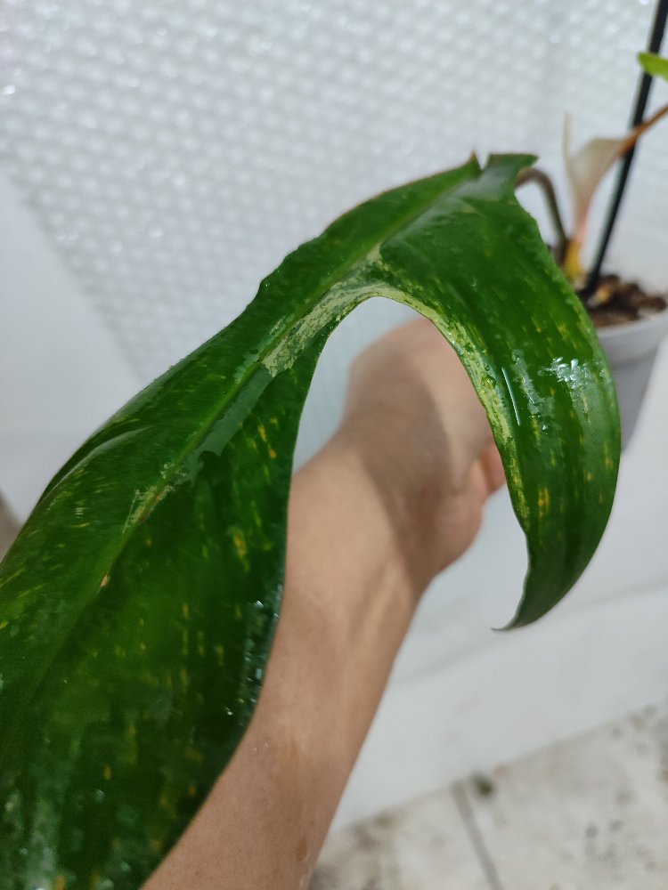 Philodendron Florida Beauty, 