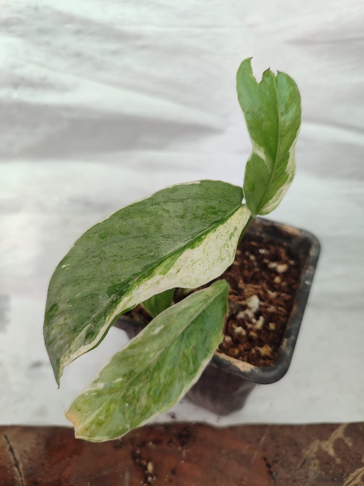 Epipremnum Cebu Blue Albo varirgata