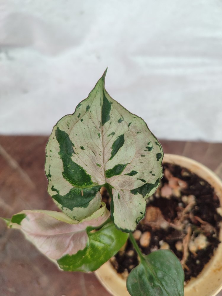 Syngonium Grey Ghost