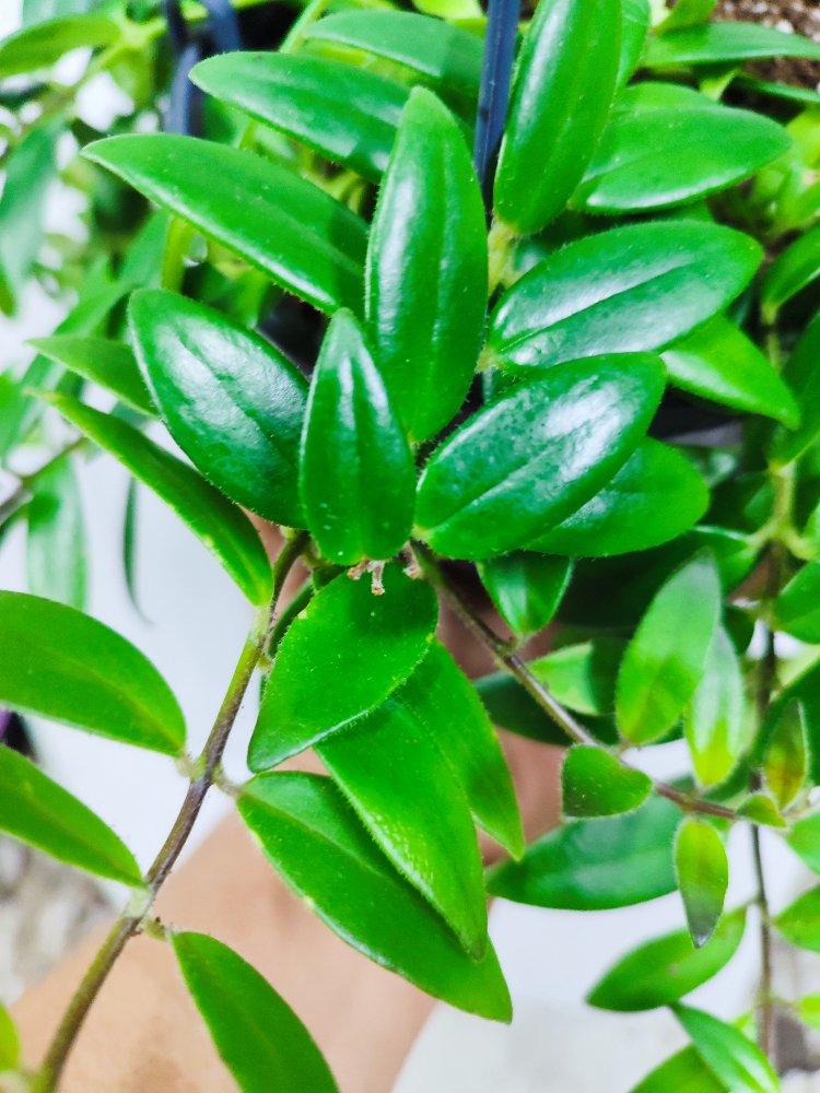 Tomurcuklu, buyuk boy Ruj Cicegi #aeschinantusradicans