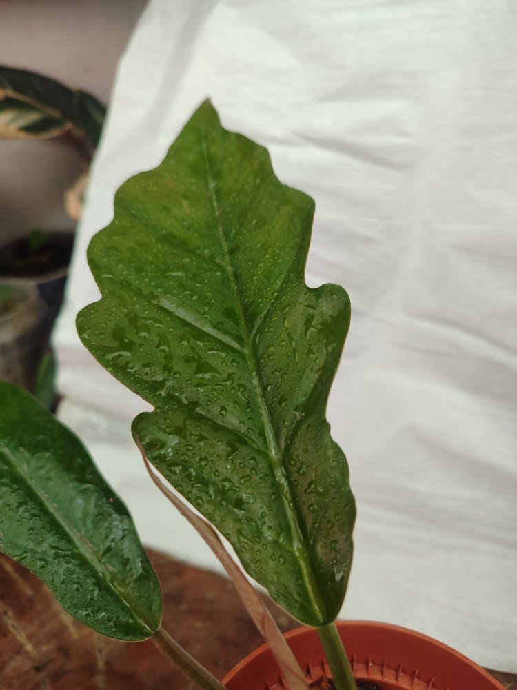 Philodendron Chocoempres