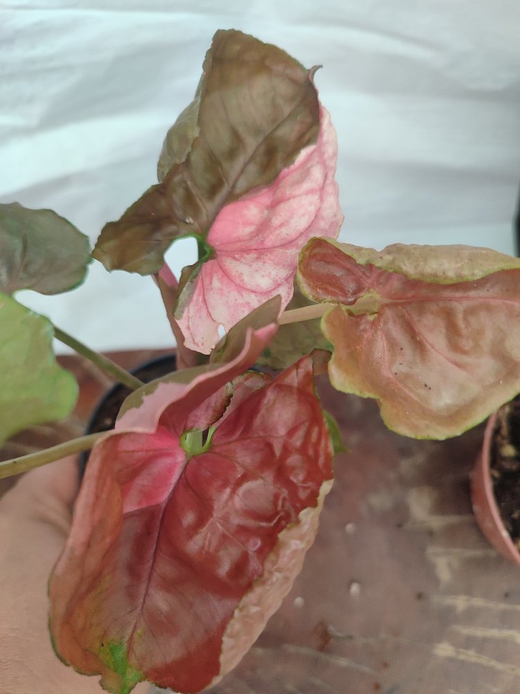 Syngonium Strawberry İce buyuk boy