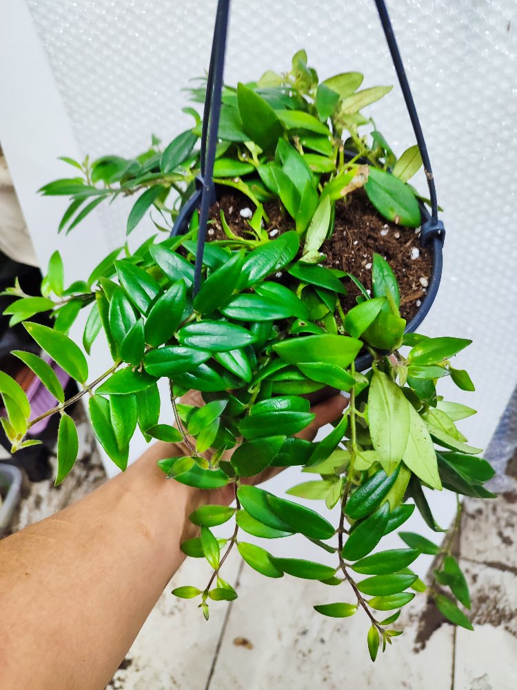 Tomurcuklu, buyuk boy Ruj Cicegi #aeschinantusradicans