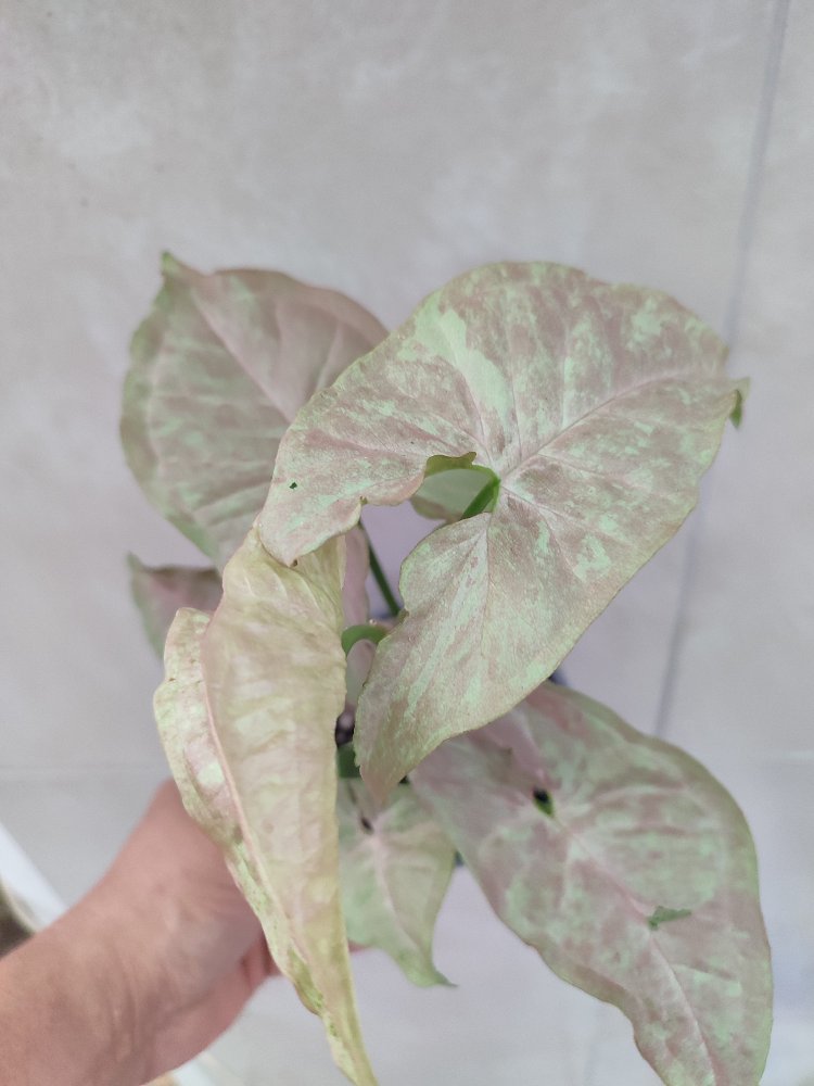 Syngonium Pink Cloud