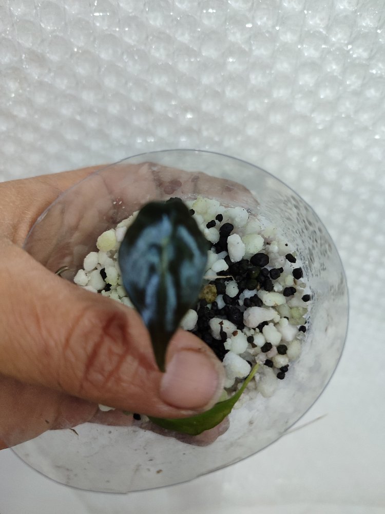 Alocasia Venom Bebekleri 