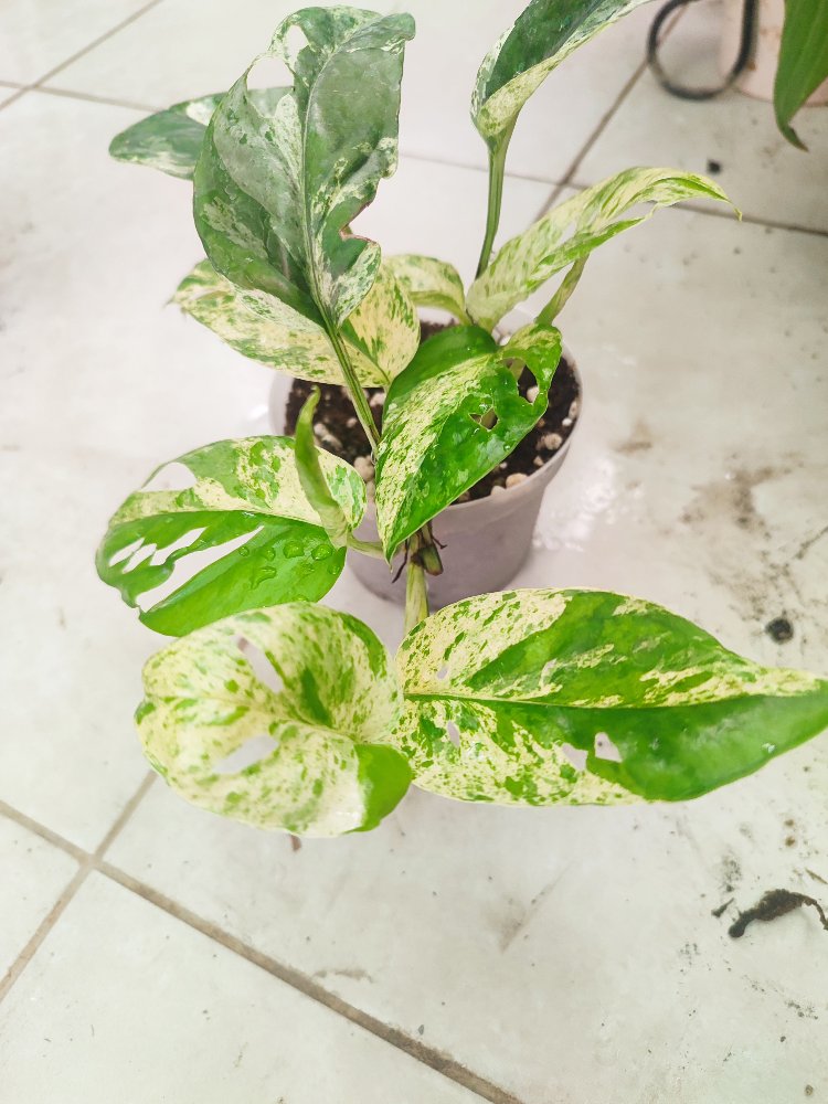 Epipremnum Marble King