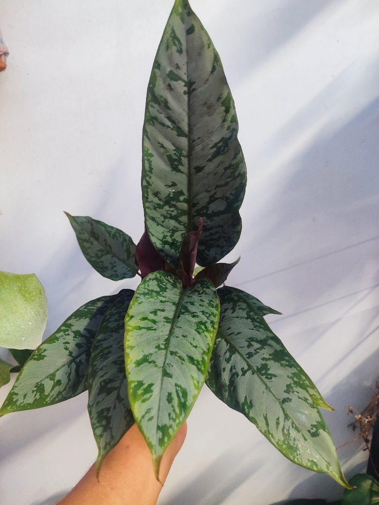Apobalis altissima