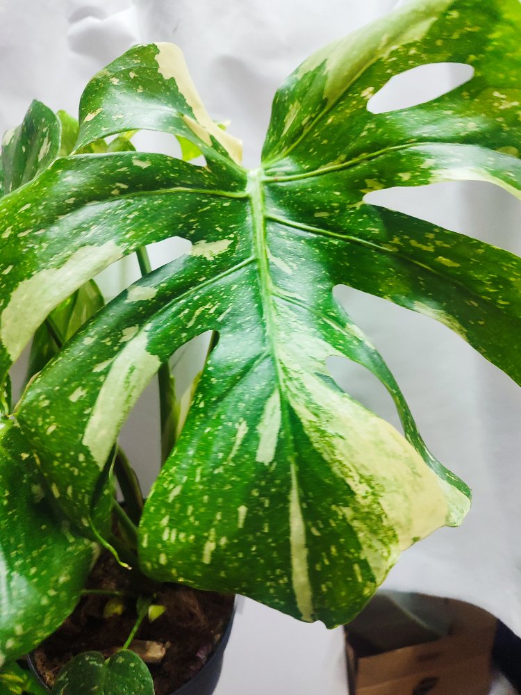 Monstera Thai Constalation