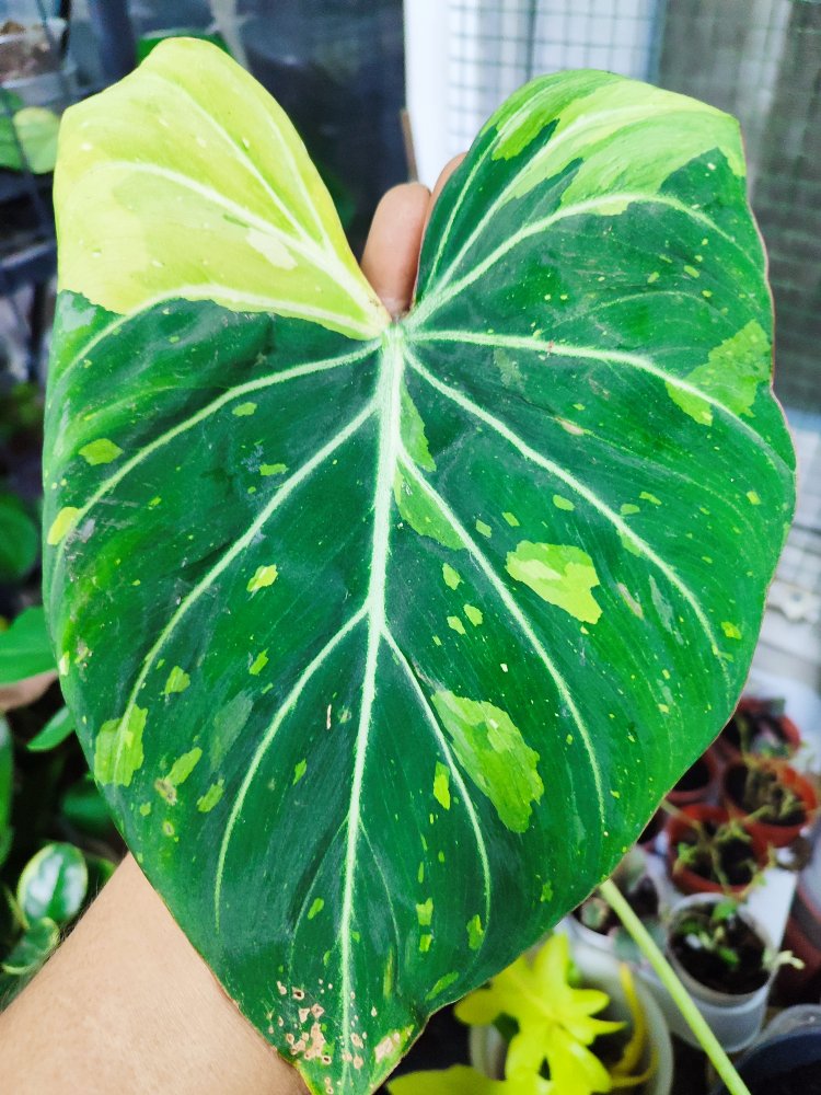 Philodendron Gloriosum Variegata ara celik