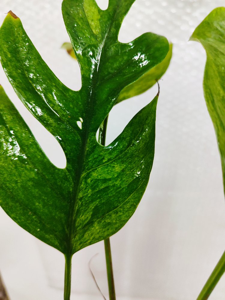 Epipremnum Pinnatum Mint Variegata
