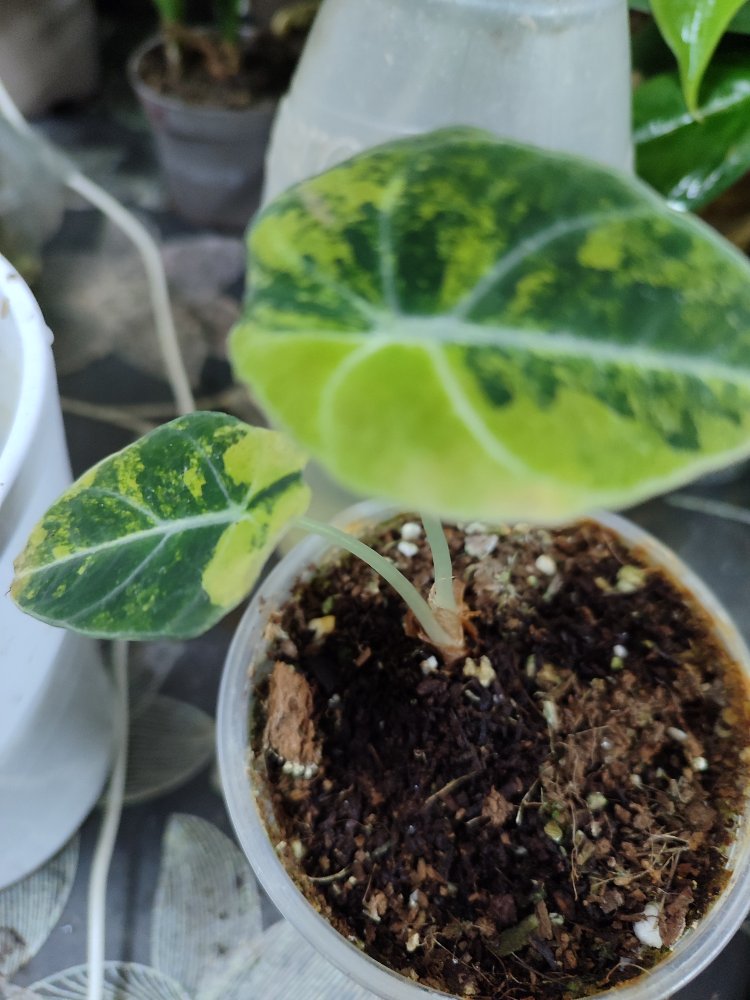 Alocasia Black Velvet Aurea 