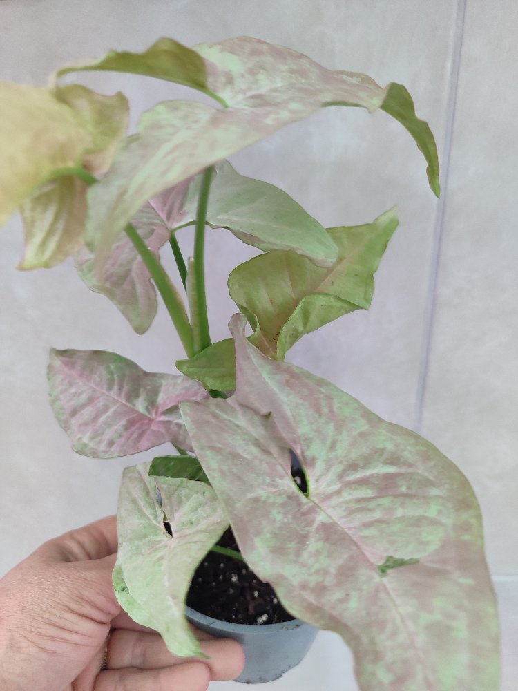 Syngonium Pink Cloud