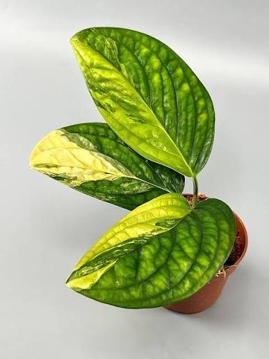 Monstera Peru , olgunlastikca renk belirginlesir