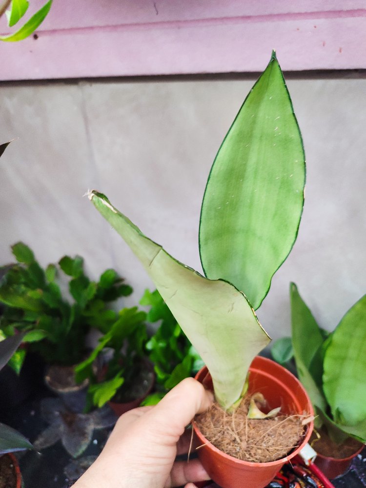 Sansaveria Moon Shine