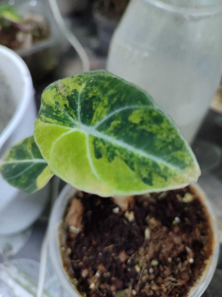 Alocasia Black Velvet Aurea 