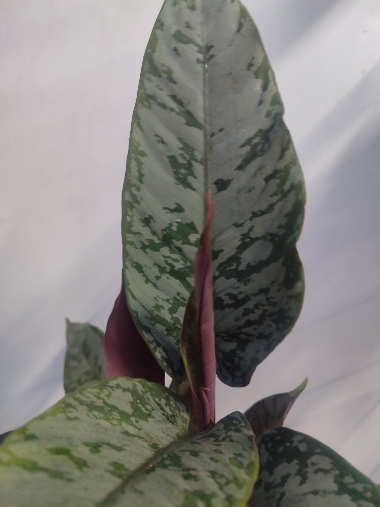 Apobalis altissima