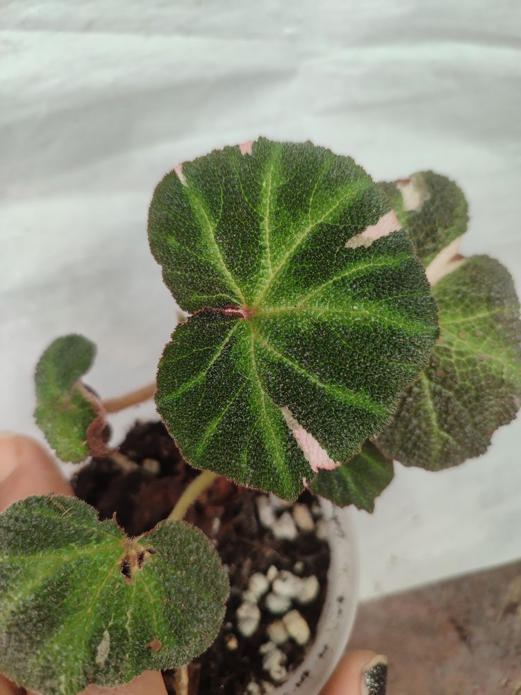 Begonia Solimutata Variegata