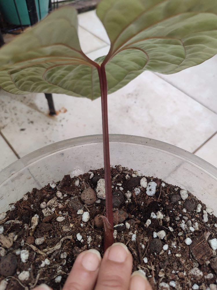 Anthurium Luxurians x Radicans
