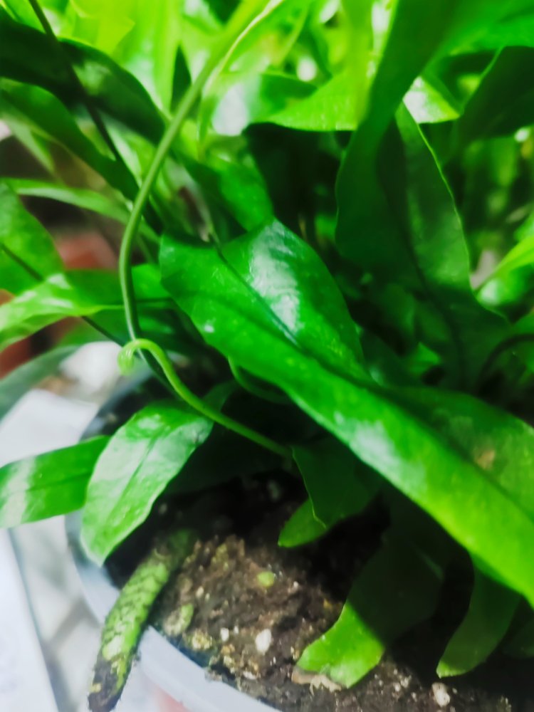 Microsorum diversifolium