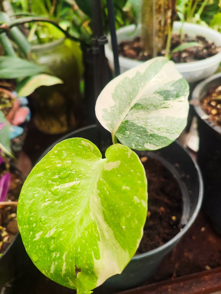 Monstera Thai Constalation Cream Brulee