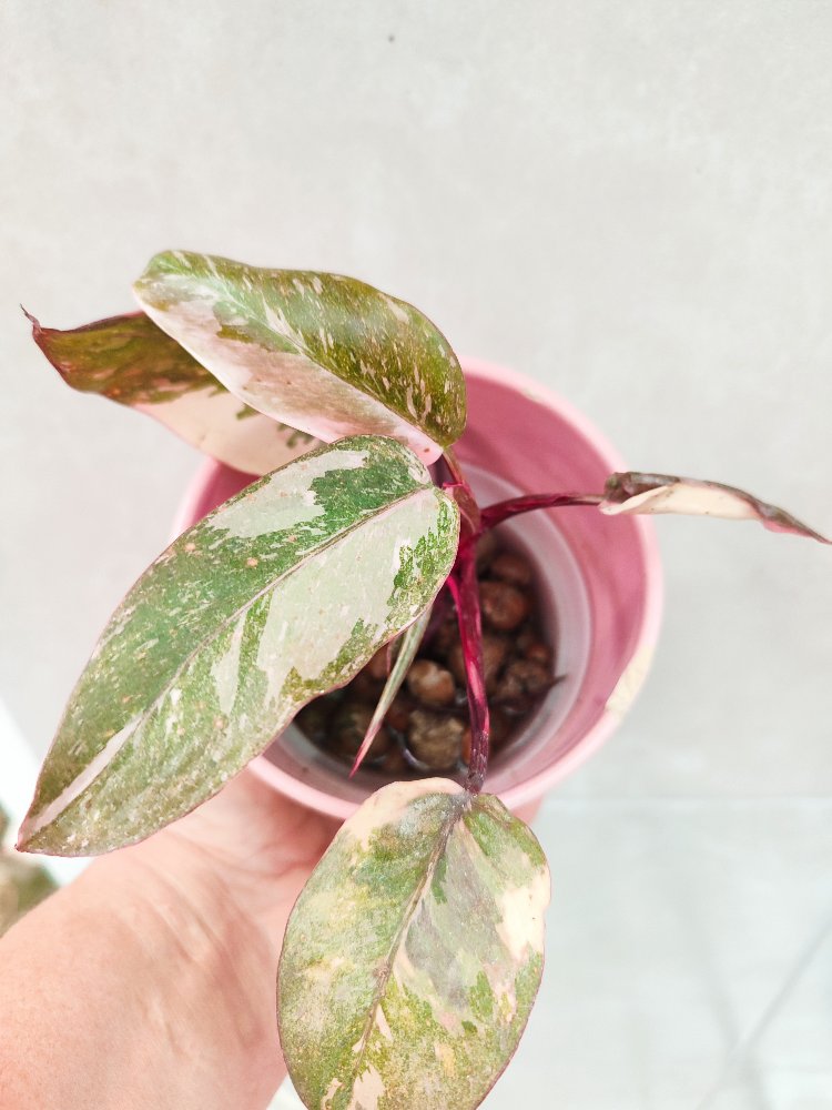 Philodendron pink princess Marble galaxy