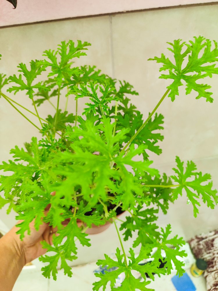 Geranium - Itır