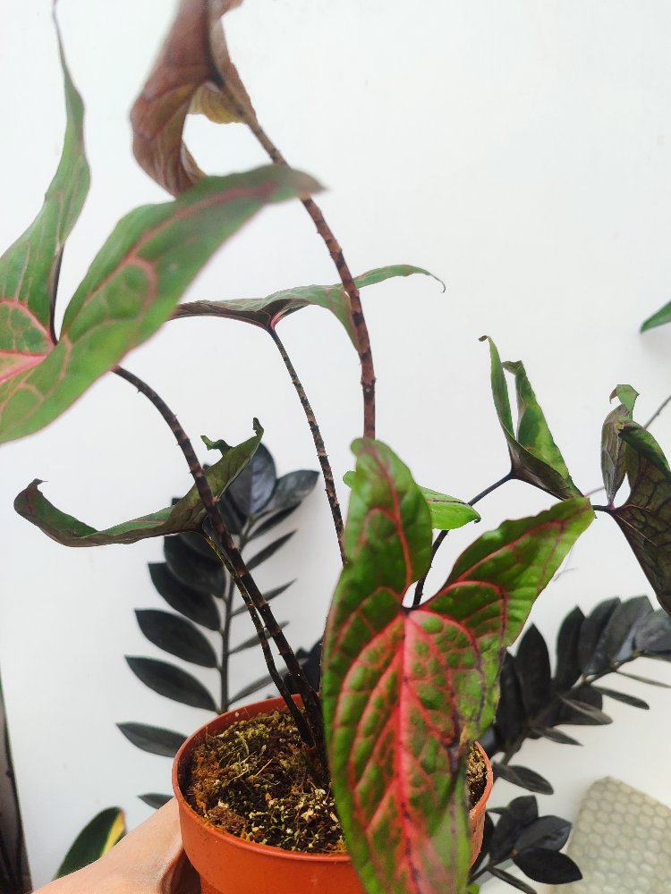 Crystosperma Jhonstonii 