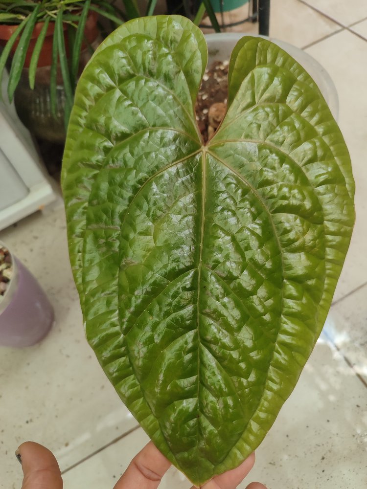 Anthurium Luxurians x Radicans